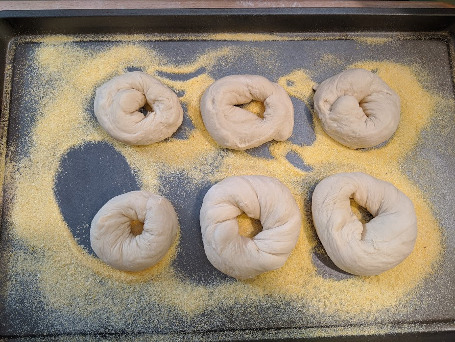 Bagels on corn meal cookie sheet